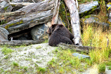 Fototapeta premium Alaska Brown Bear