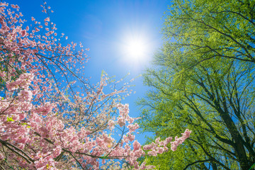 The sunlight illuminates the Cherry blossoms and fresh green trees from blue sky at Central Park New York City NY USA.
