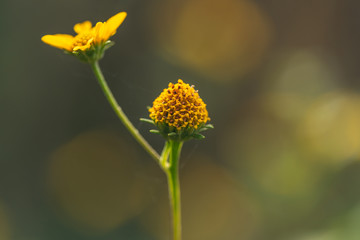 Disk Florets stigma and Yellow Flower 
