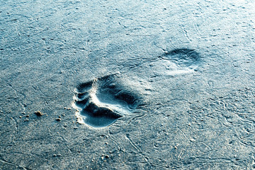 Close up view of human bare footprint on wet black sand with other sea creature trails