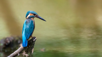 Kingfisher on a branch