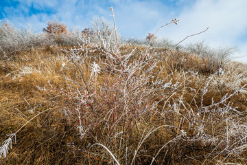 Hoarfrost winter landscape