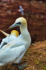 Northern Garnet on the red Rock - Morus bassanus,