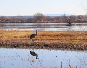 Sandhill crane © Dominique
