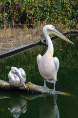 Pink large Pelicans Pelecanus on the branches of fallen trees. Birds of the family Pelecanidae with a huge beak. Reflection in water.
