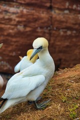 Northern Garnet on the red Rock - Morus bassanus,