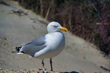 european herring gull on heligoland