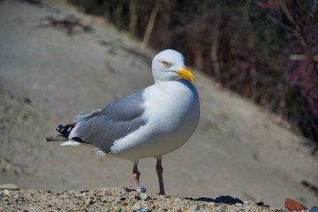 european herring gull on heligoland