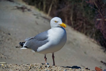 european herring gull on heligoland