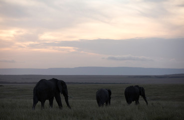 Naklejka na ściany i meble Silhouette of African elephants during sunset