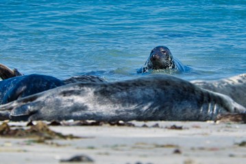 Fototapeta premium Grey seal on the beach of Heligoland - island Dune