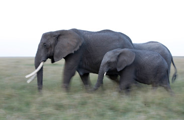 A panning technique of elephants walking, Masai Mara