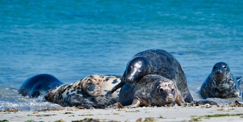 Fototapeta premium Grey seal on the beach of Heligoland - island Dune