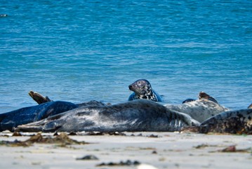 Grey seal on the beach of Heligoland - island Dune
