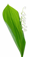 Lily of the valley flower with leaf isolated on a white background