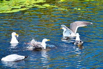 european herring gull on heligoland