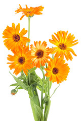 Fototapeta premium Bouquet of Marigold flowers isolated on a white background. Calendula officinalis.
