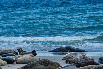 Grey seal on the beach of Heligoland - island Dune