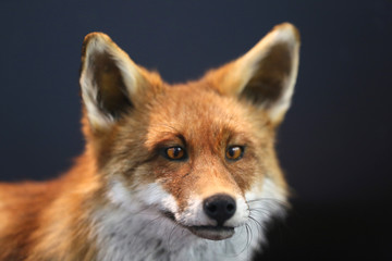 Head shot portrait of wild fox isolated on black background