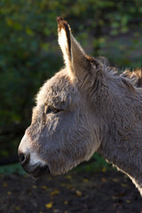 Fototapeta premium A portrait of a grey donkey.