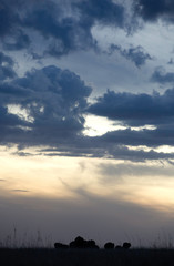 Silhouette of African elephants