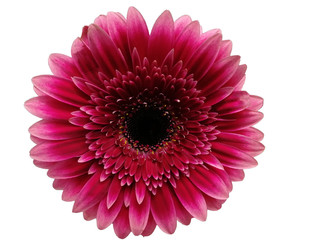pink gerbera flower isolated on white background