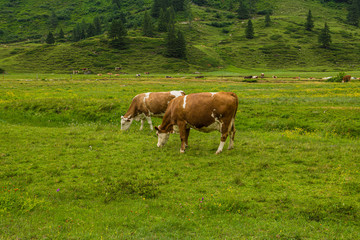 Naklejka premium cow on meadow