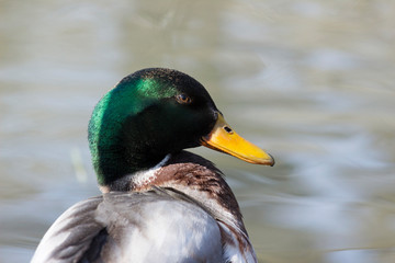 Duck swimming on the lake.