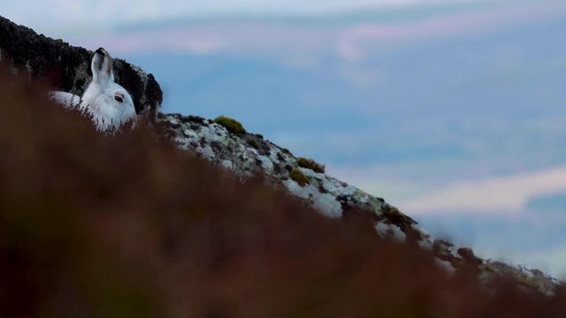 mountain hare, Lepus timidus, wide environmental footage of hare in winter white moult surrounded by snowless dark ground on a mountain slope in Scotland during January, cairngorms national park.