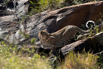 Fototapeta na wymiar Leopard Bahati on the rocks of Masai Mara, Kenya