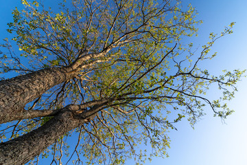 View of the trees in the spring from below against the blue sky. An unusual perspective.