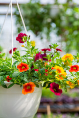 Calibrachoa flower with orange, yellow, burgundia red flowers, growing in a white pot in greenhouse