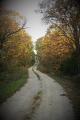 Obraz premium Path through the fall woods