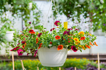 Calibrachoa flower with orange, yellow, burgundia red flowers, growing in a white pot in greenhouse - obrazy, fototapety, plakaty