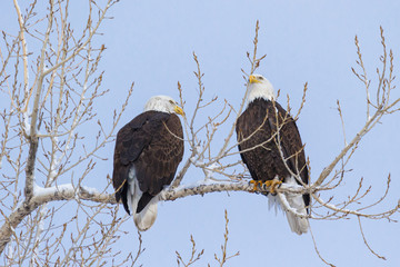 Mating Pair of Bald Eagles Perched in a Tree