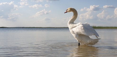 Beautiful white swan walks through the shallow