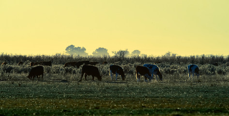 Steers grazing on the Pampas plain, Argentina