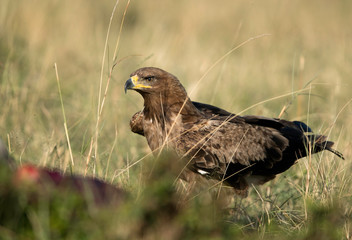 Tawny eagle near a kill  at Masai Mara