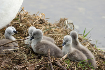 Chicks of Swan in the nest.