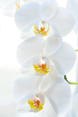 Naklejka na ściany i meble White orchid shot at shallow depth of field