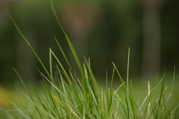 Obraz premium Lawns