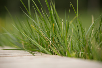 Lawns