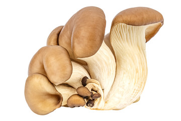 Family of fresh oyster mushrooms isolated on a white background. Pleurotus ostreatus mushroom
