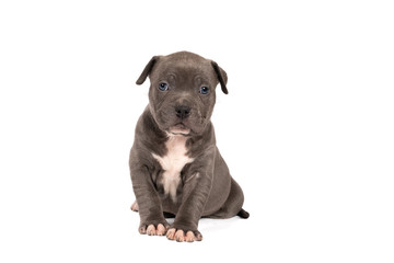 Purebred American Bully or Bulldog pup with blue and white fur sitting looking at the camera isolated on a white background