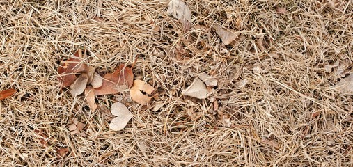 background with autumn leaves