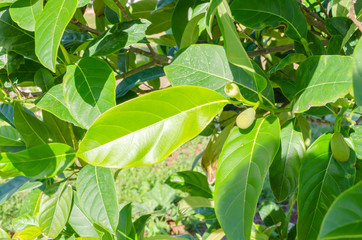 Jackfruit Tree Leaf