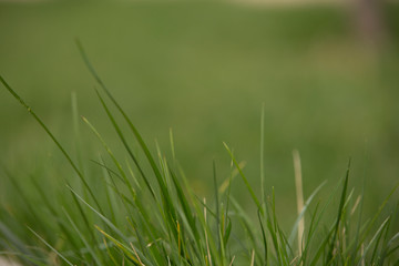 Lawns