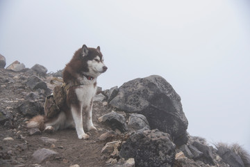 husky dog Hiking in the mountain Nevado de Colima Nacional park, at top peak over forest