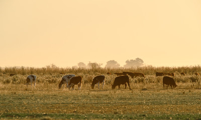 Fototapeta na wymiar Steers grazing on the Pampas plain, Argentina