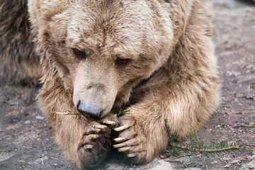 Obraz premium Big brown bears in the constellation